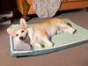 petpad orthopedic dog bed