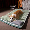 petpad orthopedic dog bed